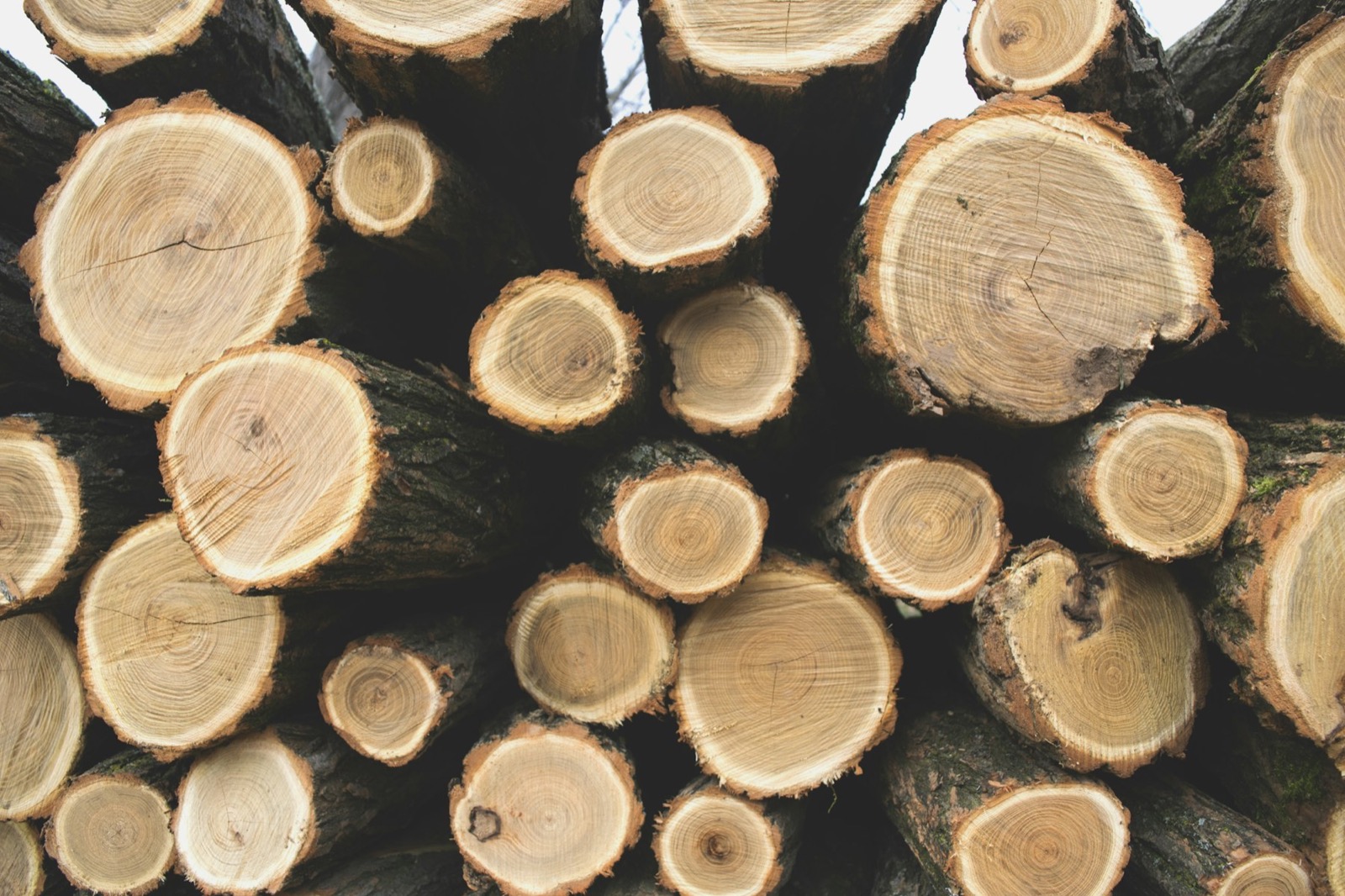 The cut ends of stacked logs, each showing its growth rings from pith to bark.